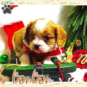 BonBon, Cavalier King Charles Spaniel Puppy